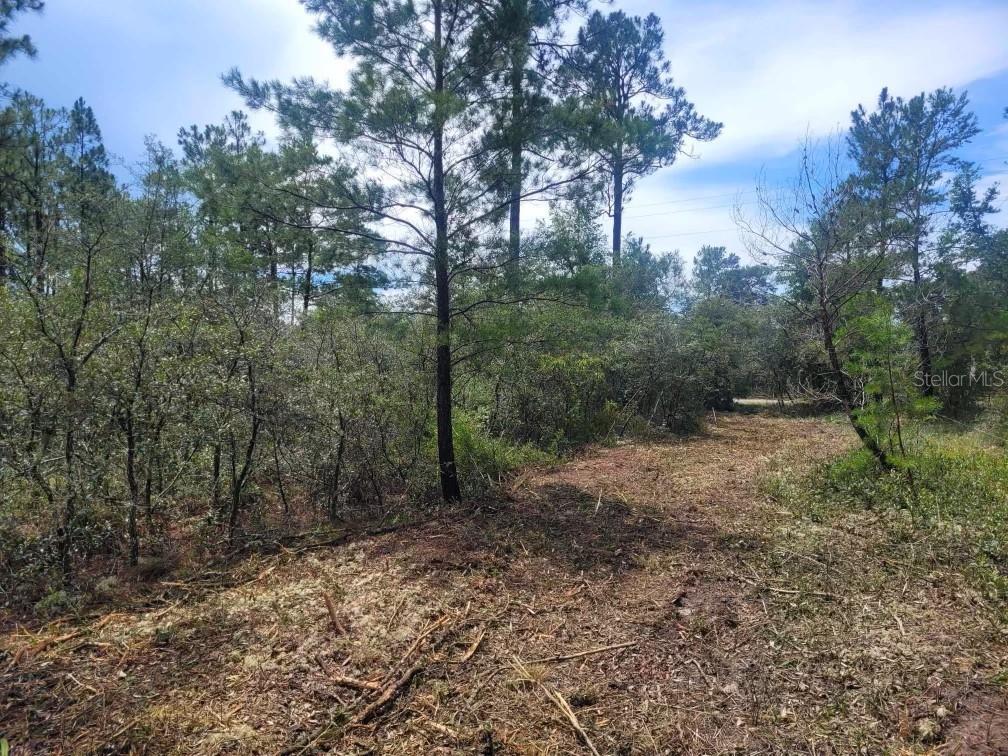 a view of a forest with trees in the background