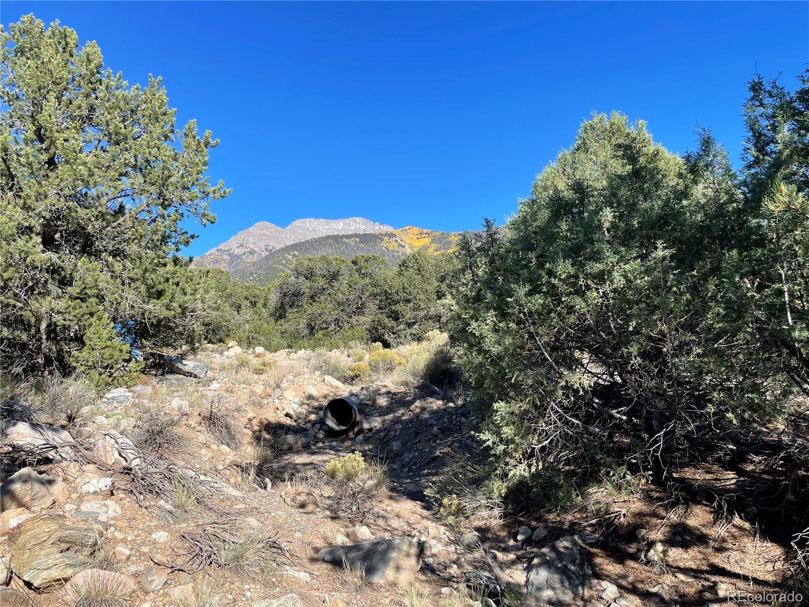 a view of a forest with a tree in the background