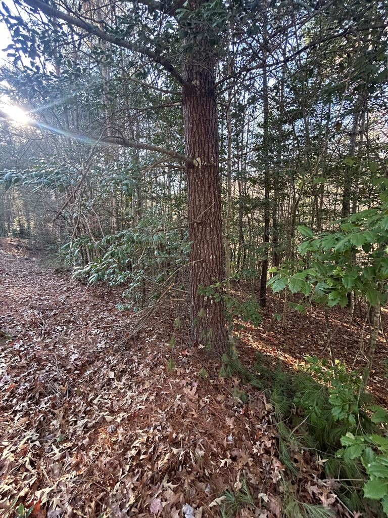 a view of a forest with trees