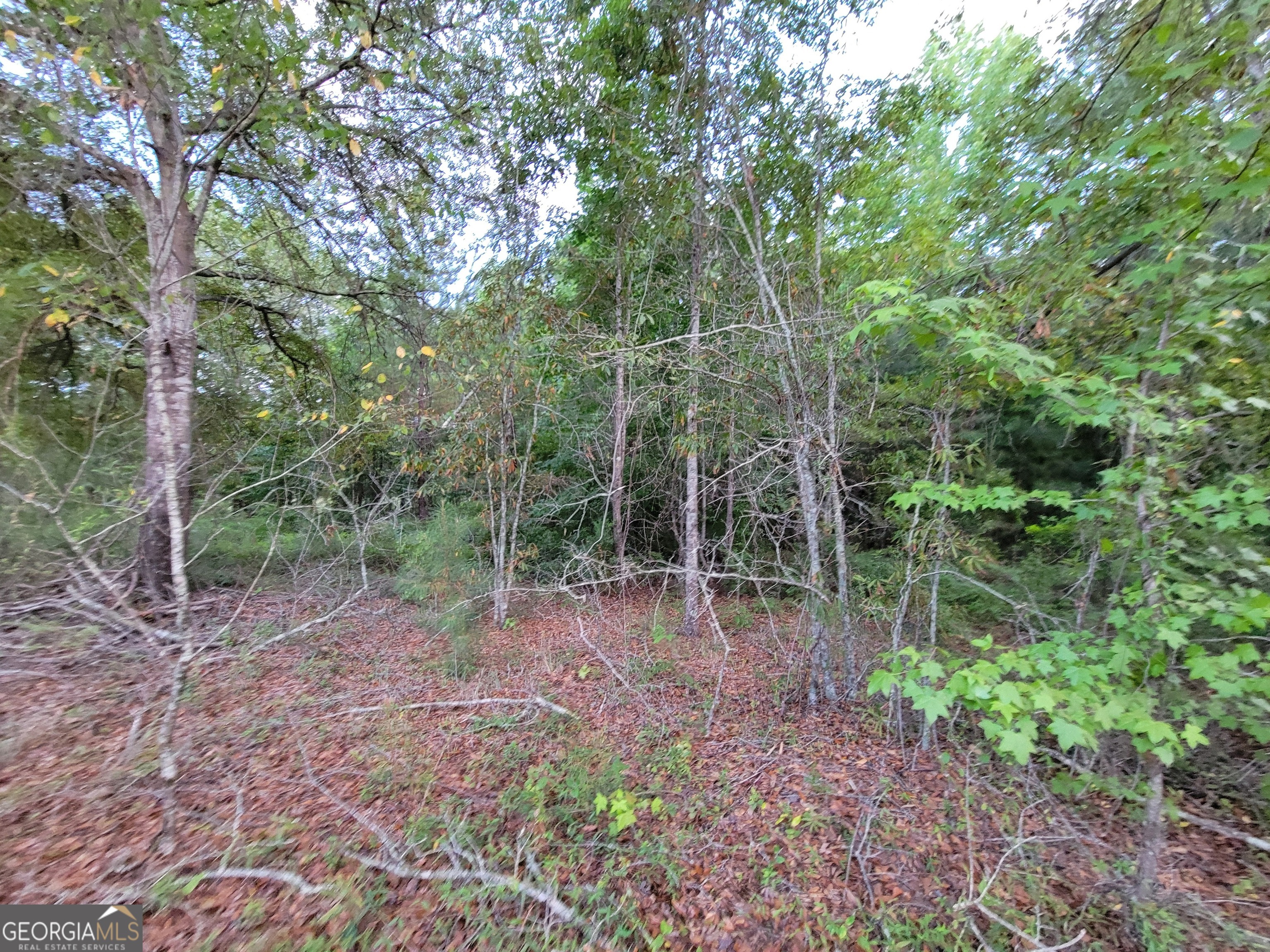 a view of a forest with trees