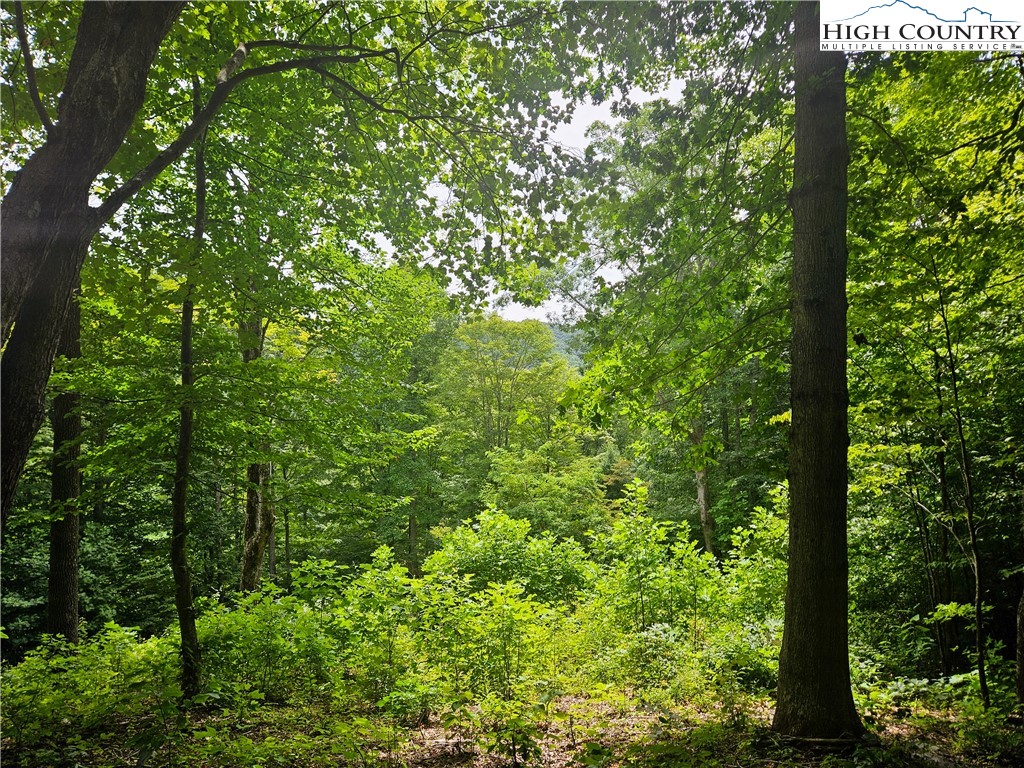 a view of a lush green forest