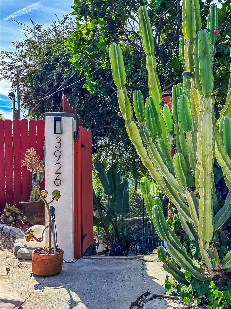 a view of a bunch of plants