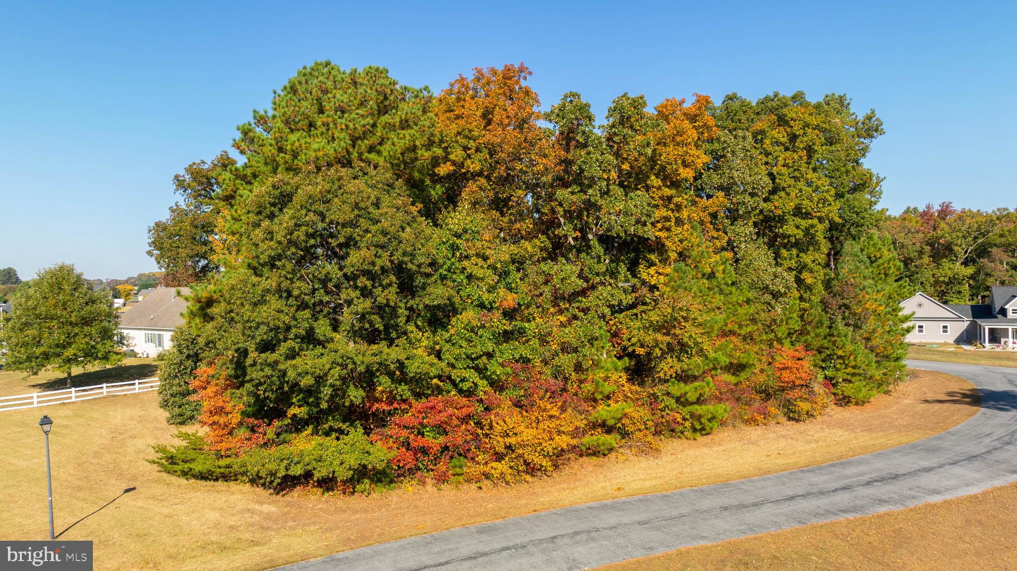 a view of a yard