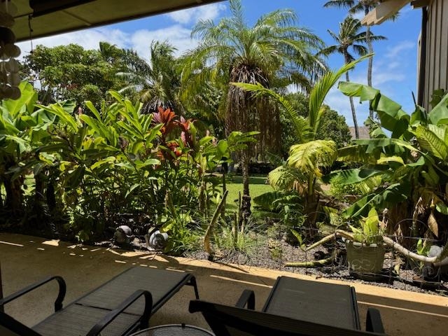 a view of a yard with plants