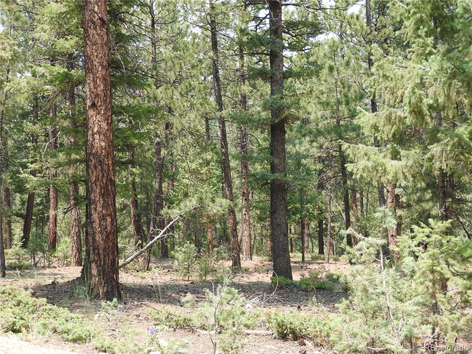 a view of outdoor space with lots of trees