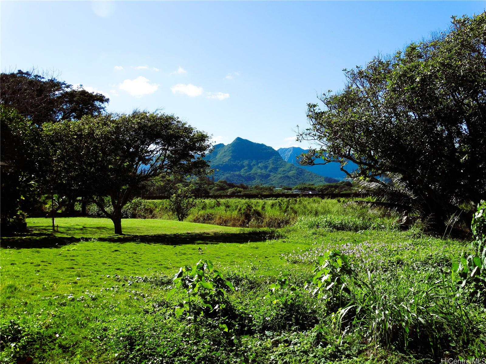 a view of garden with trees