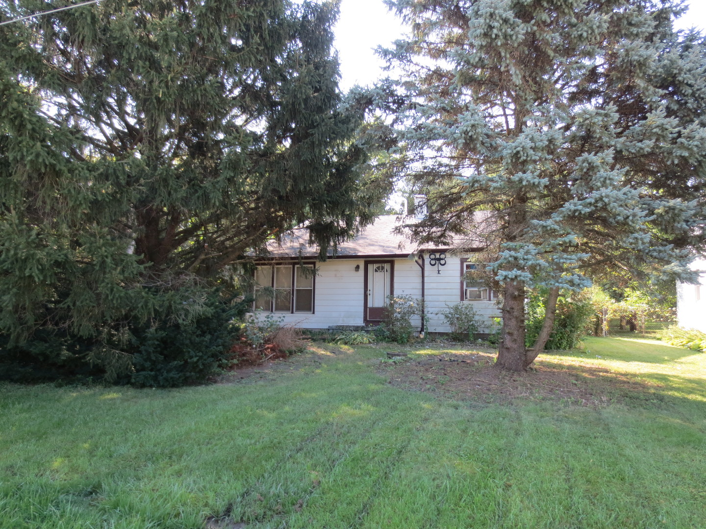 a view of a yard with plants and large trees