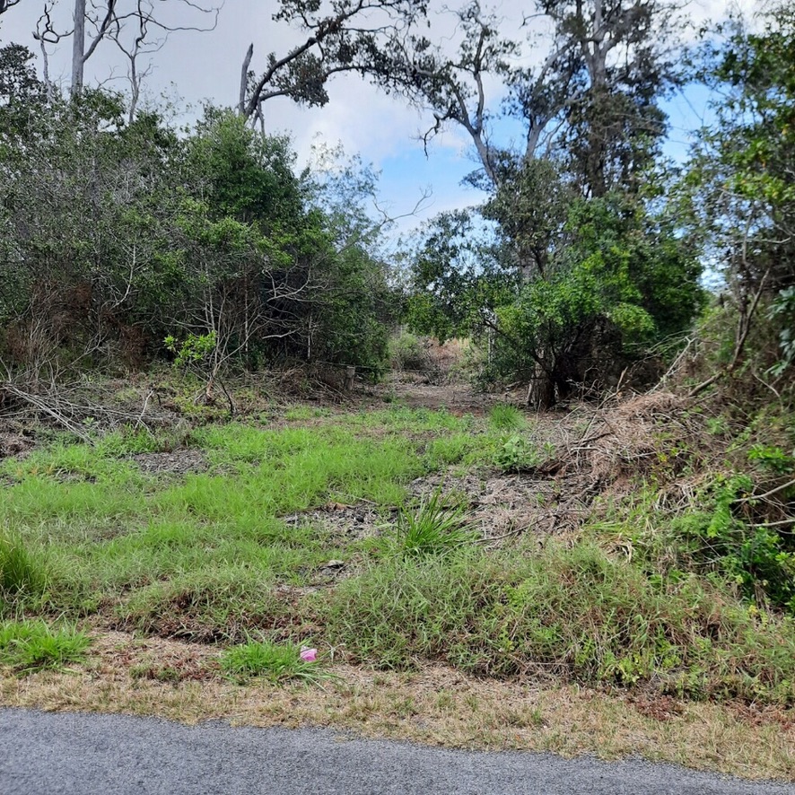 a view of a yard with a tree