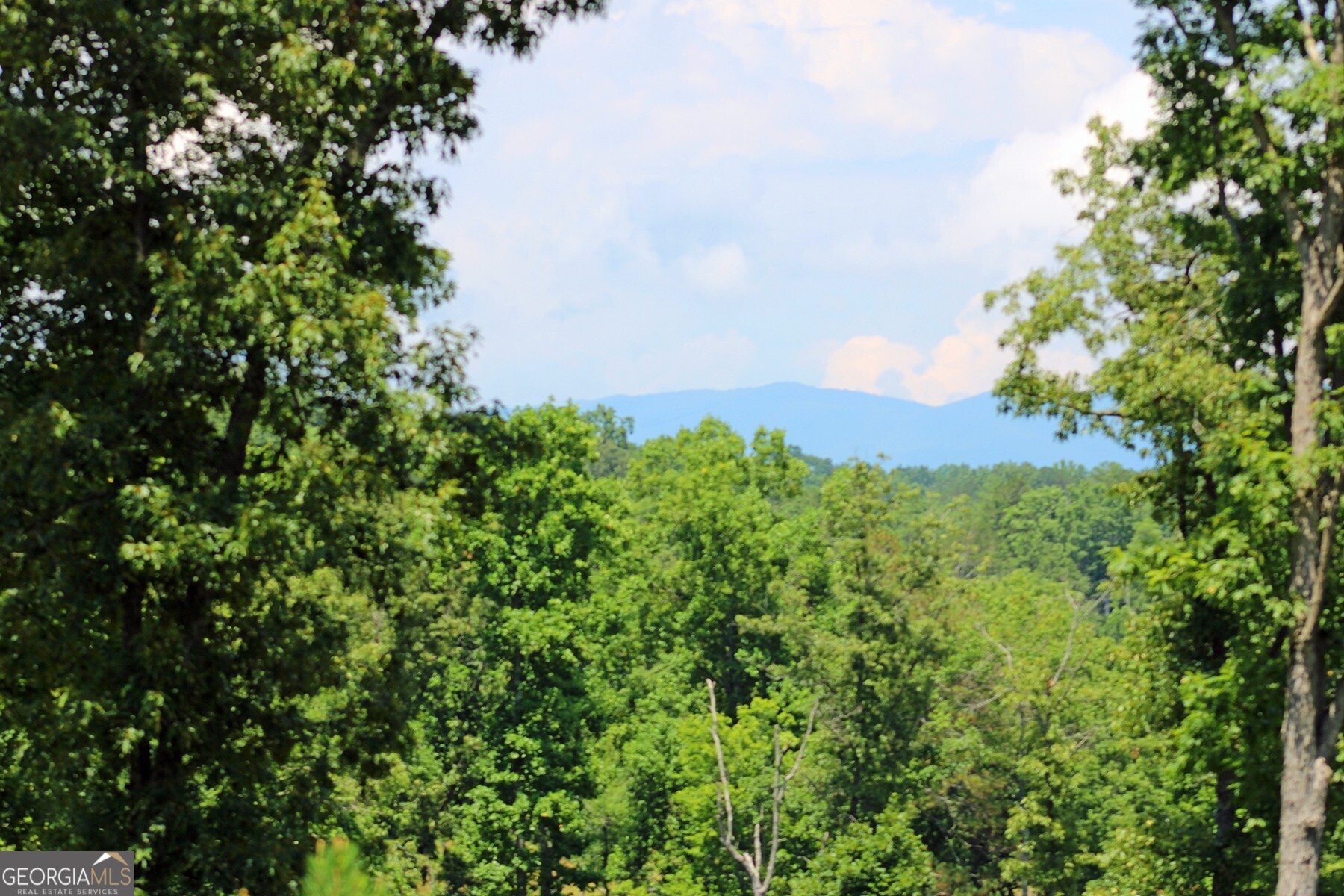 a view of a bunch of trees