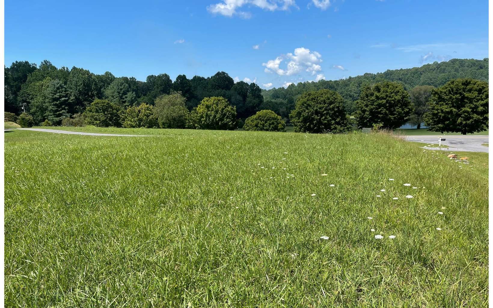 a view of a big yard with a large tree