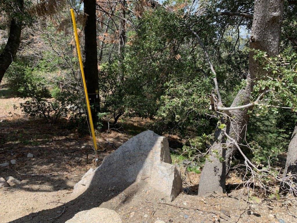 a view of a backyard with plants and a tree