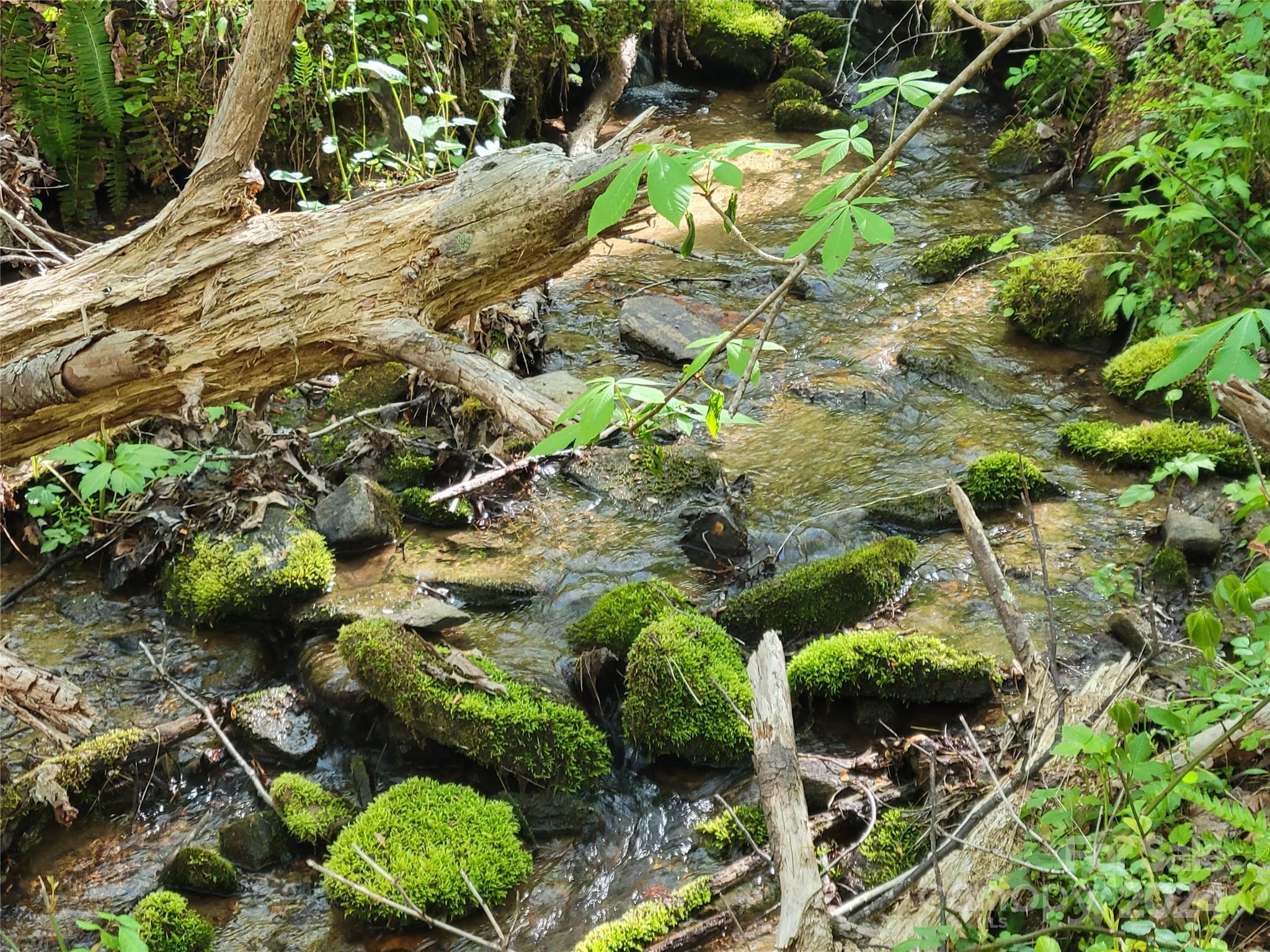 a view of a tree