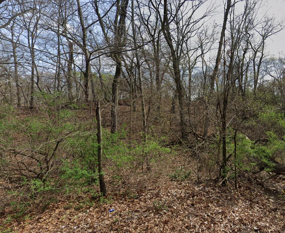 a view of a forest with trees in front of it