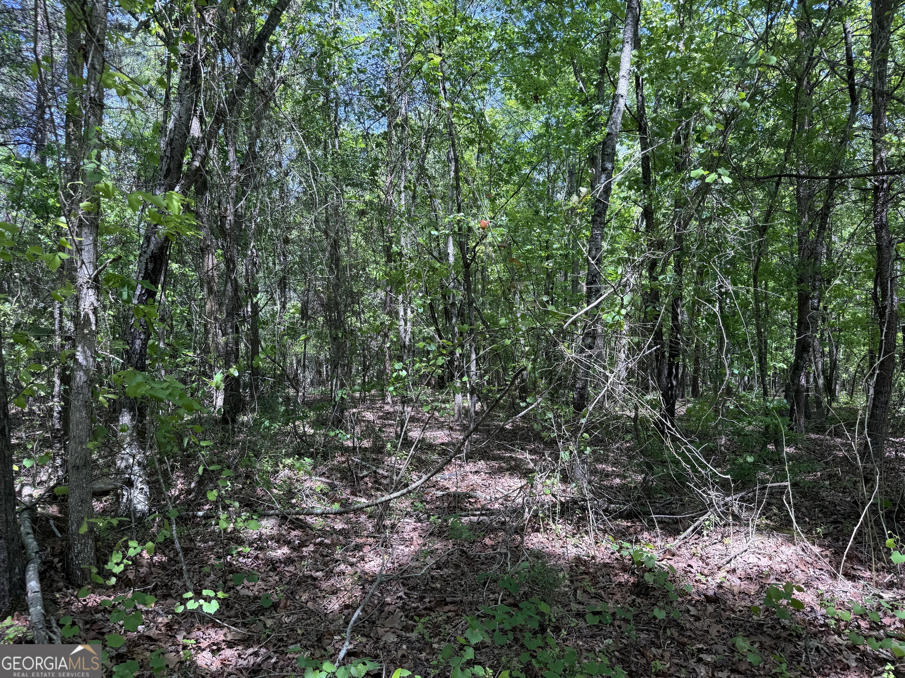 a view of a forest with a tree