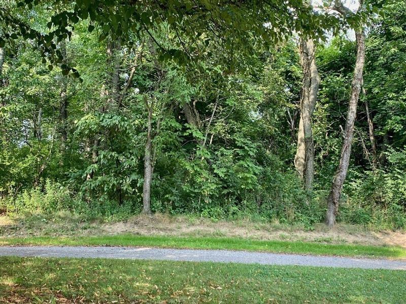 a view of a yard with a tree