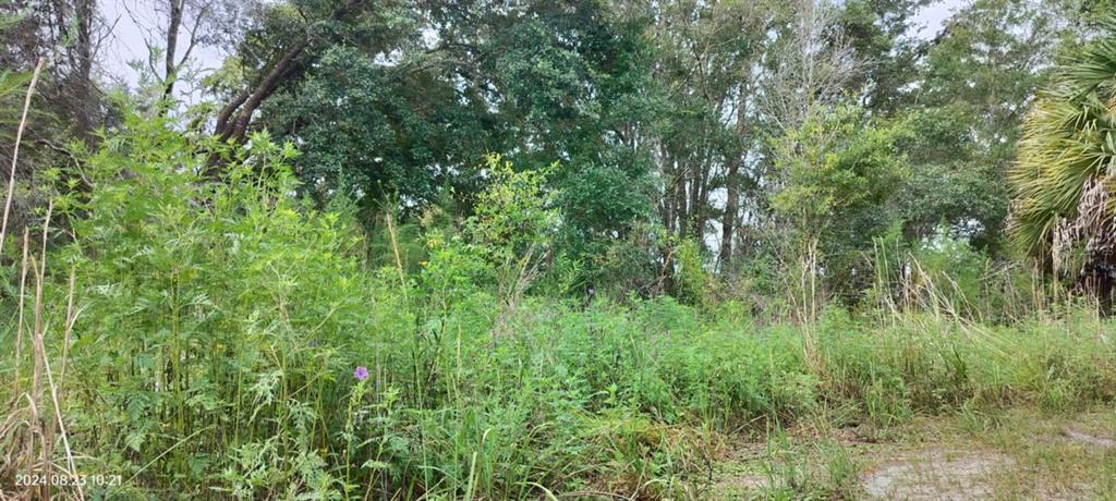 a view of a lush green forest