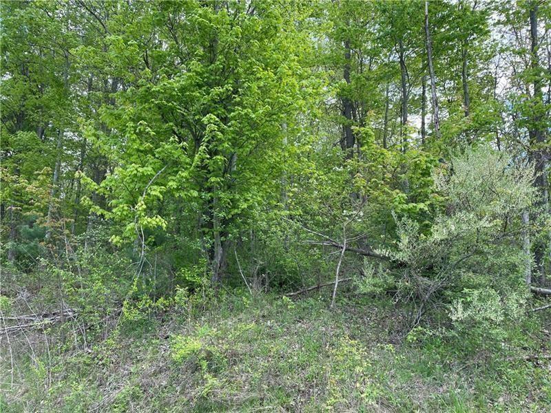 a view of a lush green forest