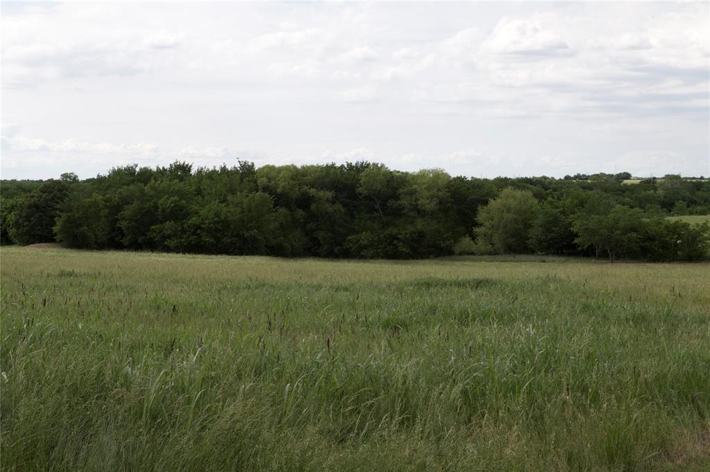 a view of a field of grass and trees