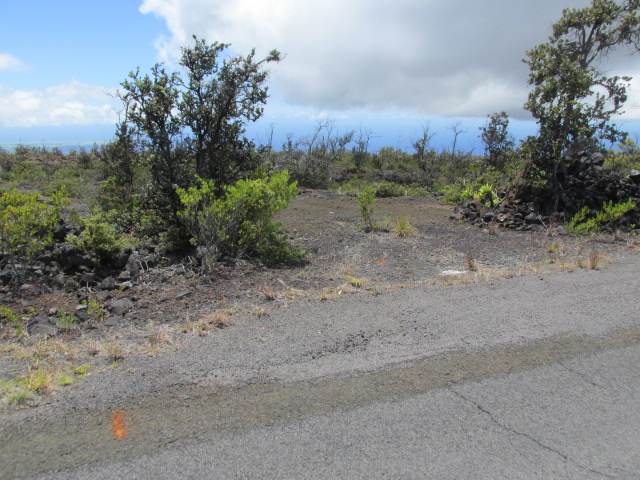 a view of a dry yard with trees