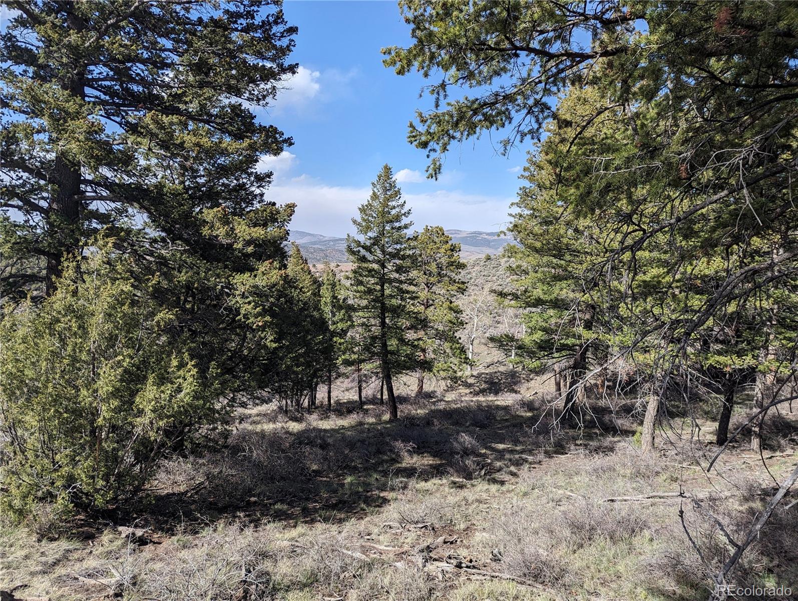 a view of a forest with trees in the background