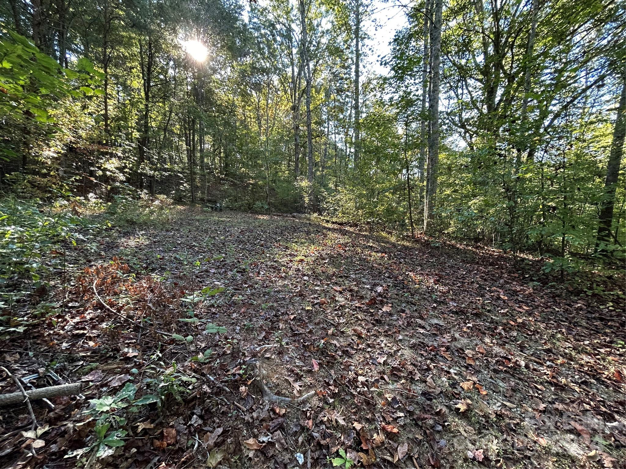 a view of a forest with trees in the background