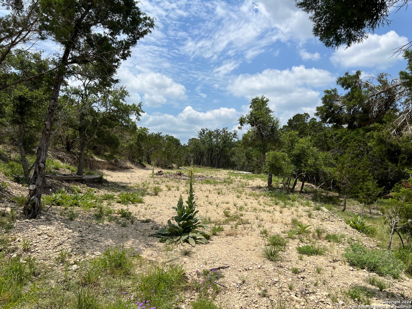 a view of a yard with trees