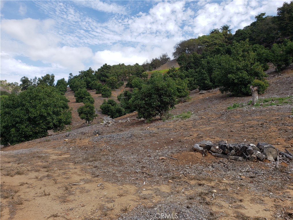 a view of a dry yard with trees