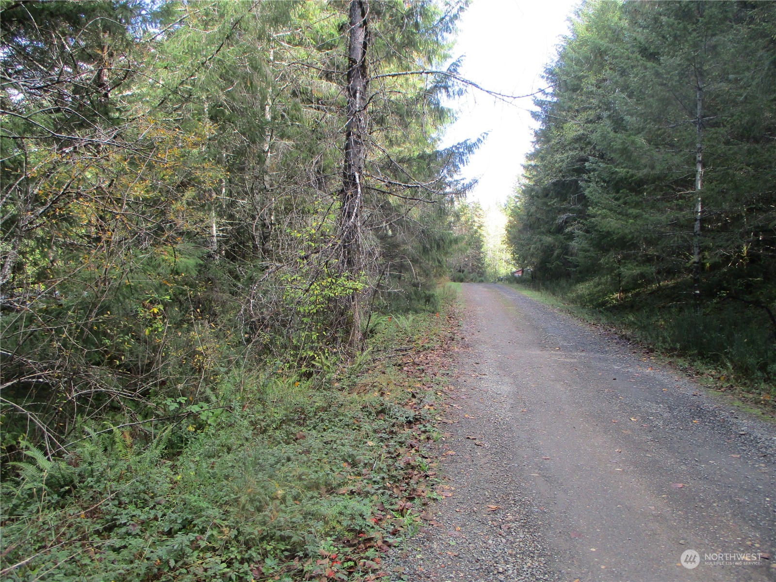 a view of a forest with trees in the background