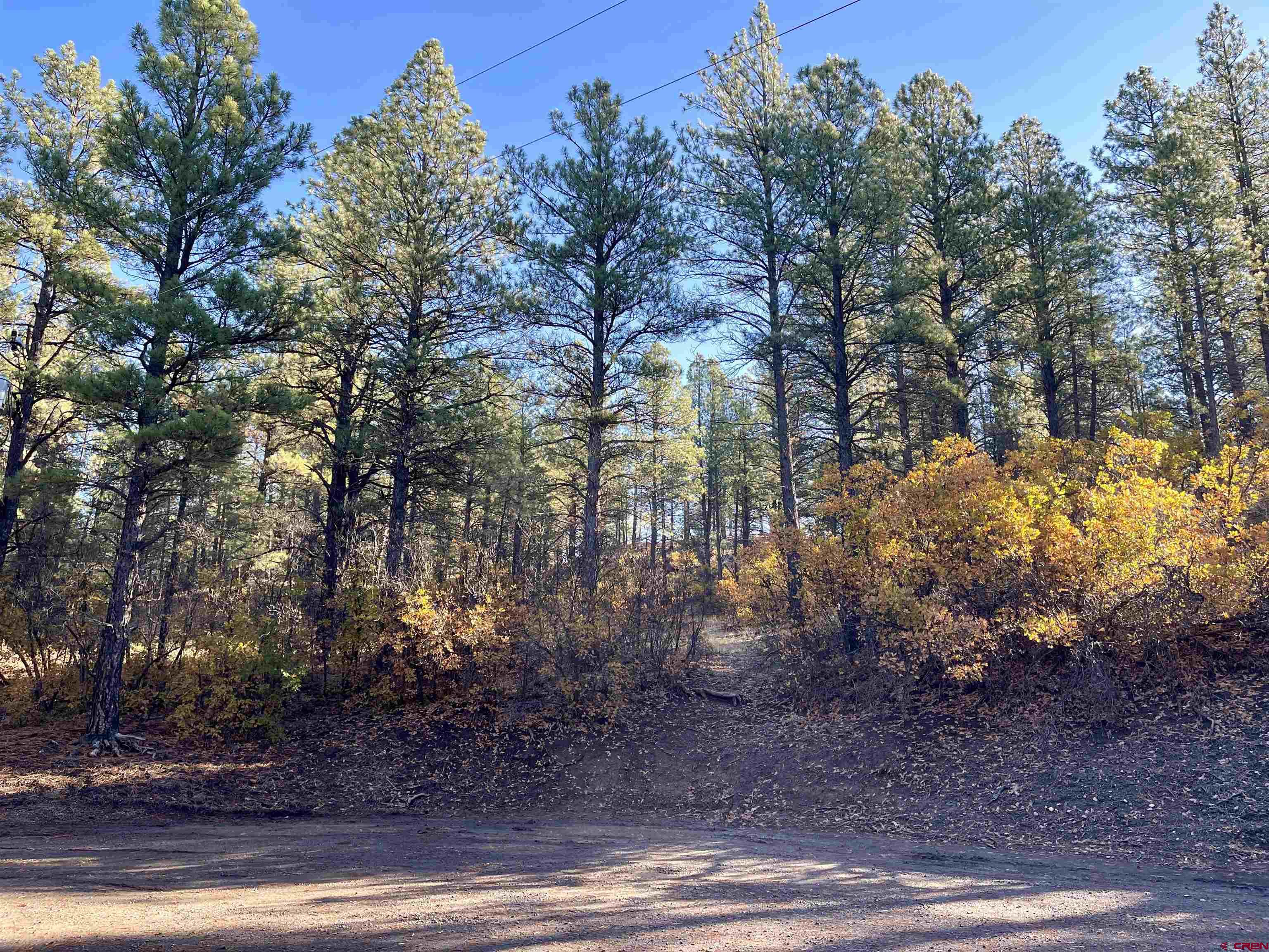 a view of a yard with large trees