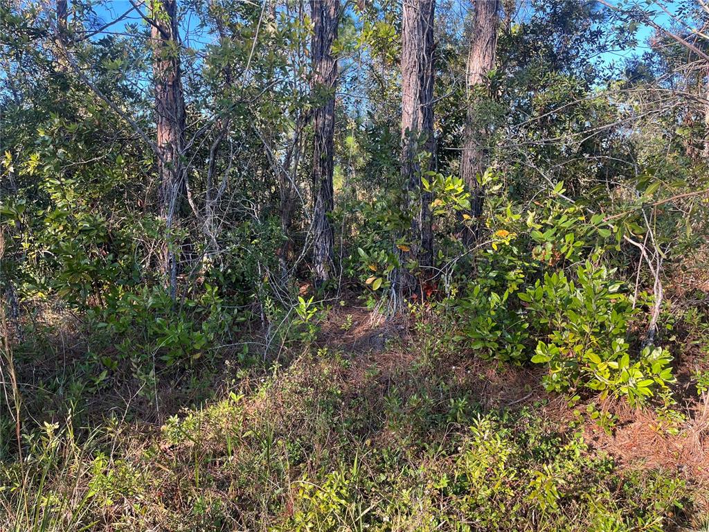 a view of a forest with lots of trees