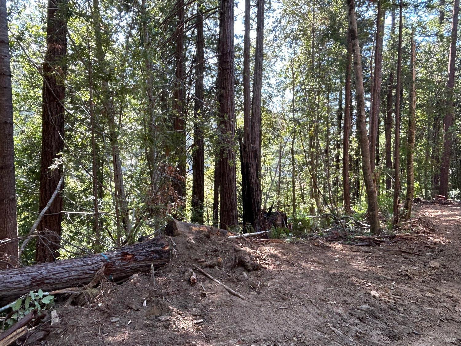 a view of outdoor space and tree