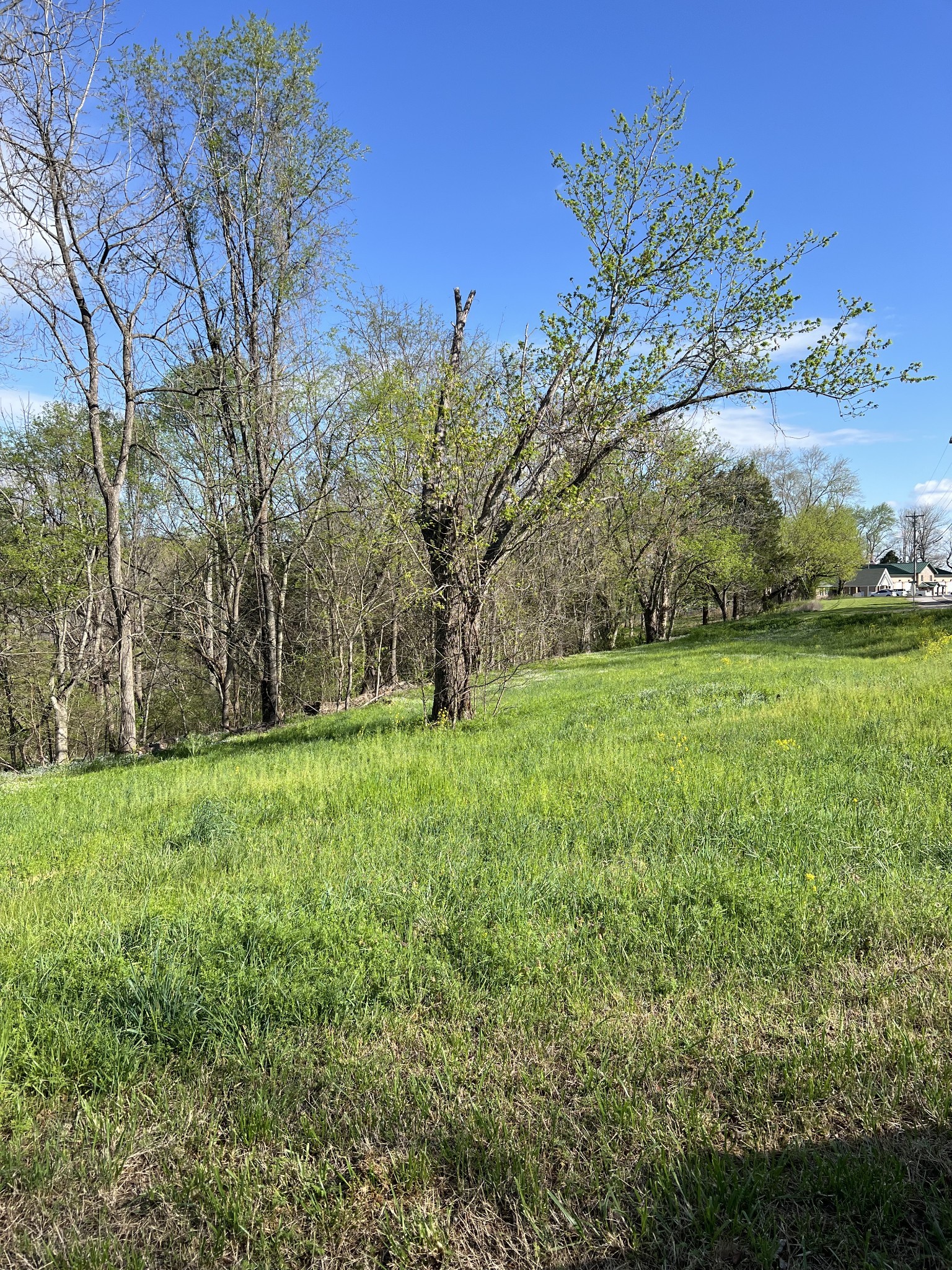 a view of a field with a tree