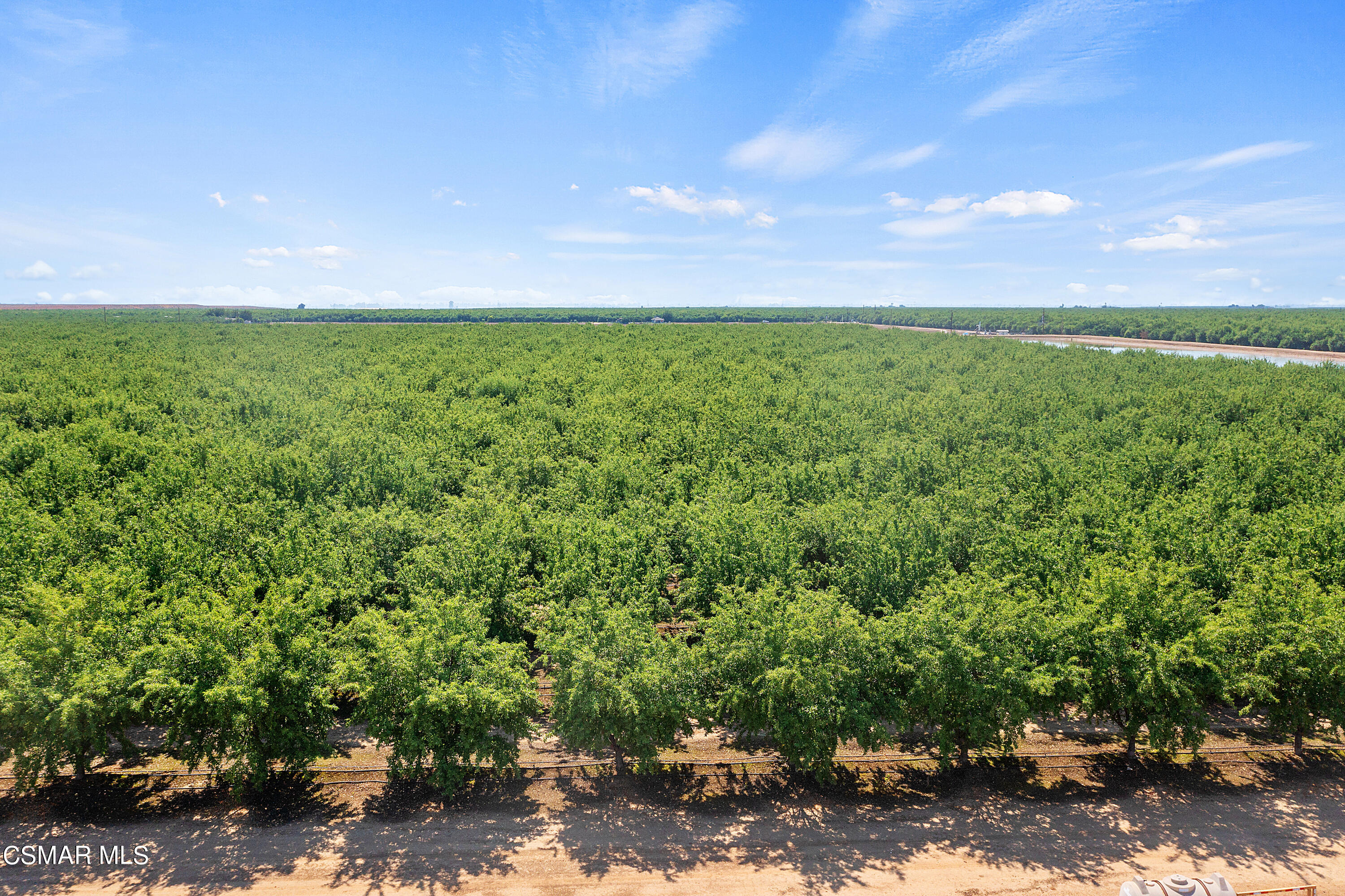 a view of a field with plants and trees