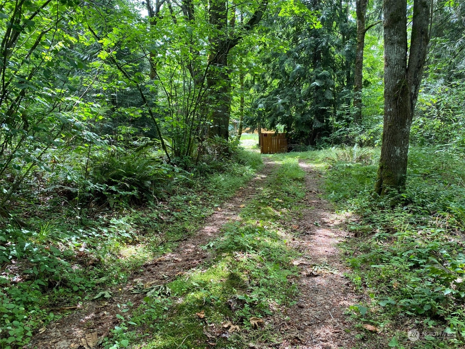 a view of a lush green forest