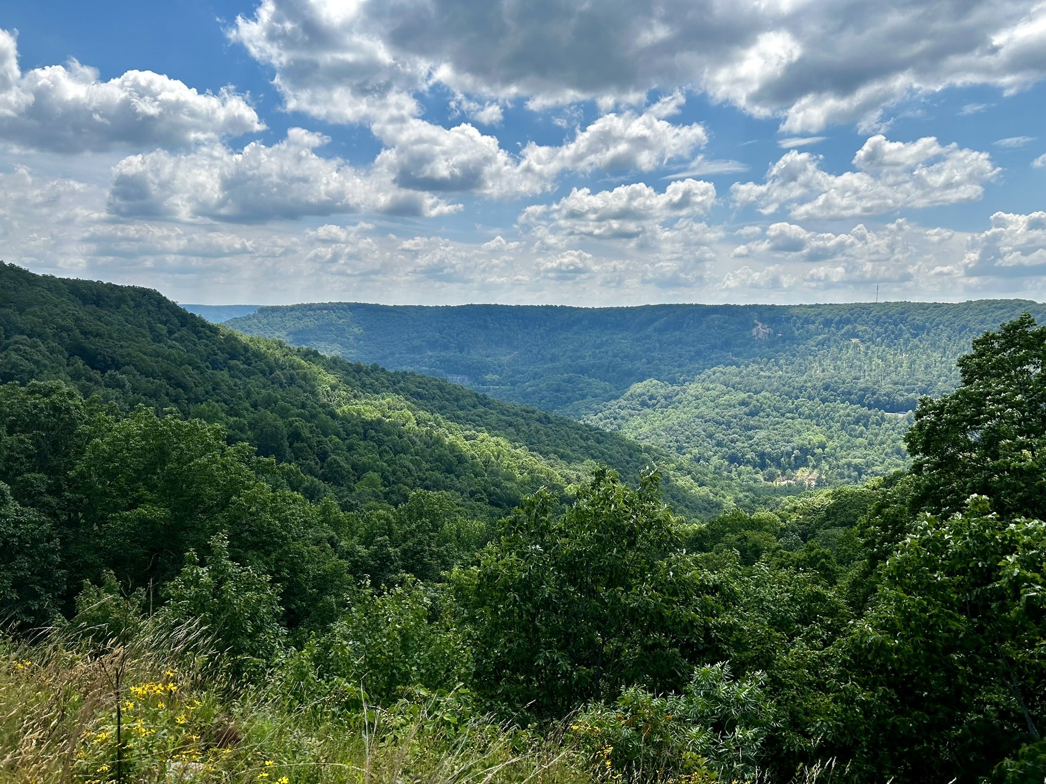 a view of a bunch of trees