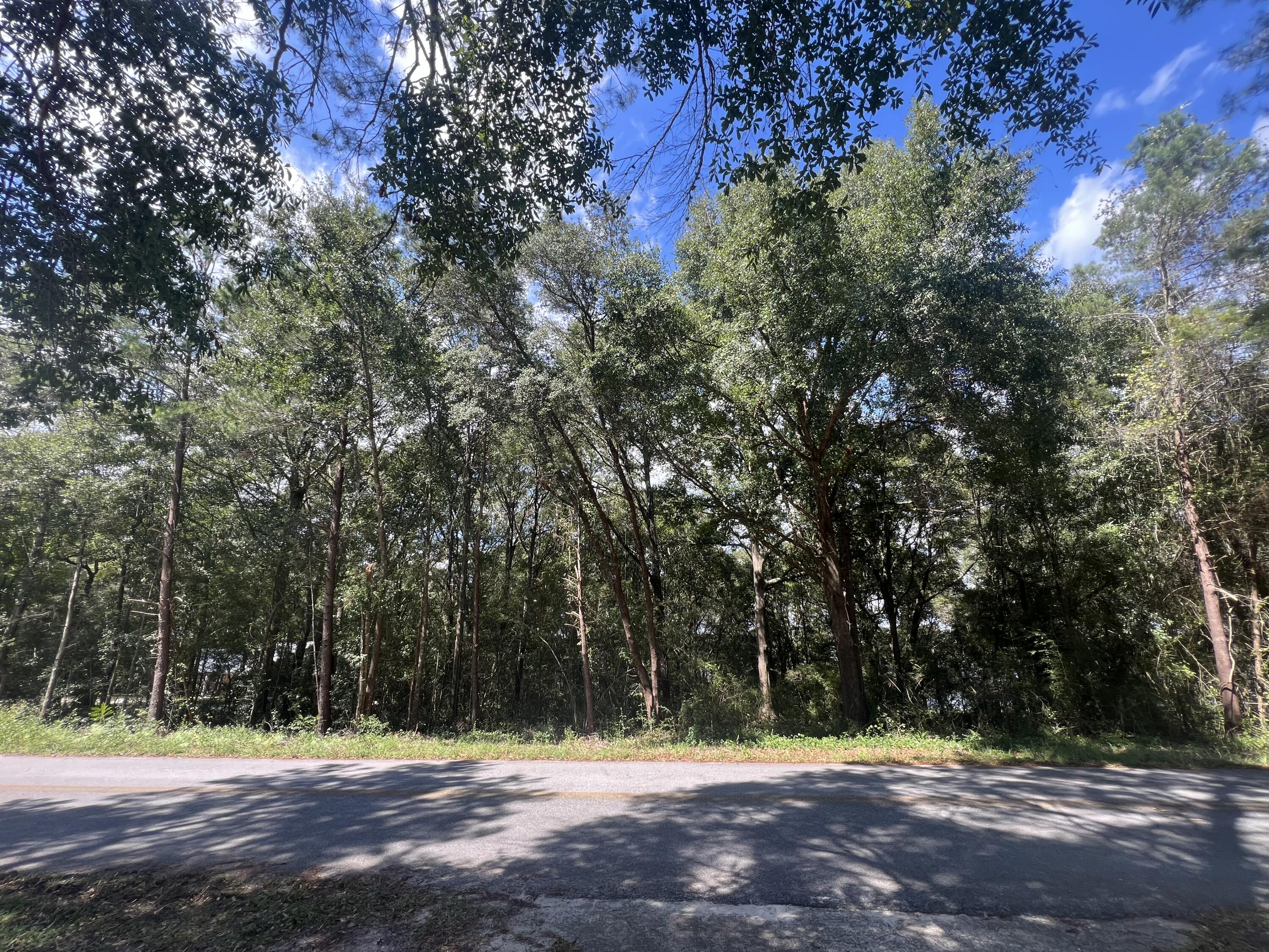 a view of a yard with large trees