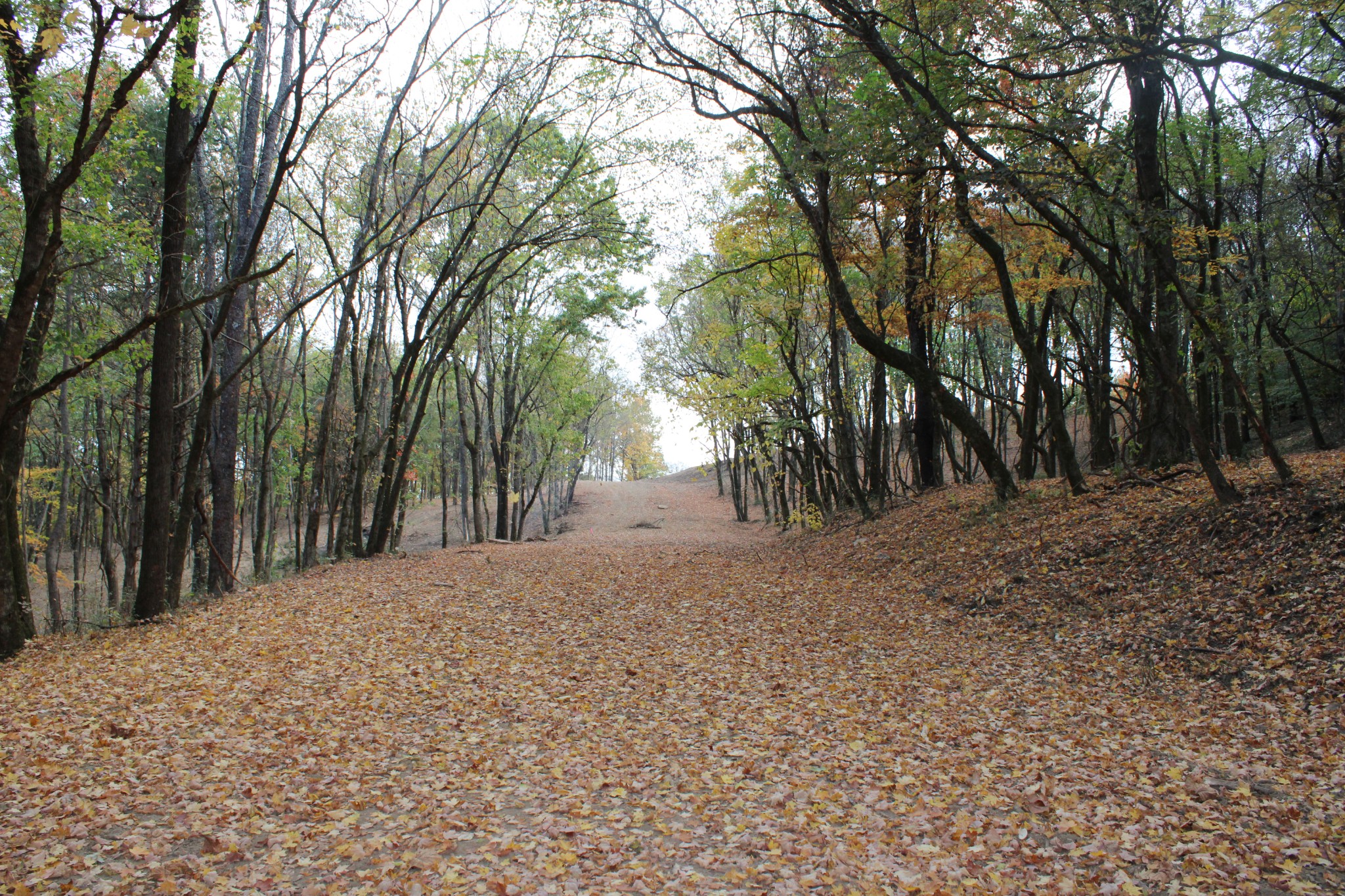 a view of backyard with trees