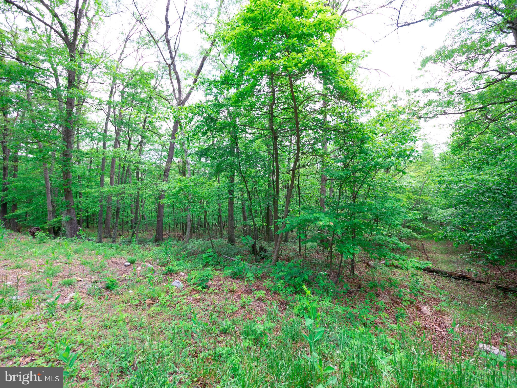 a view of lush green forest