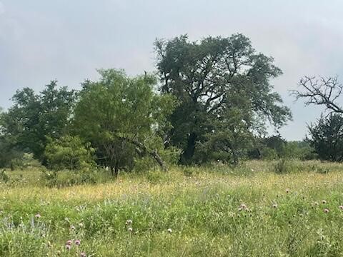 a view of a lush green space