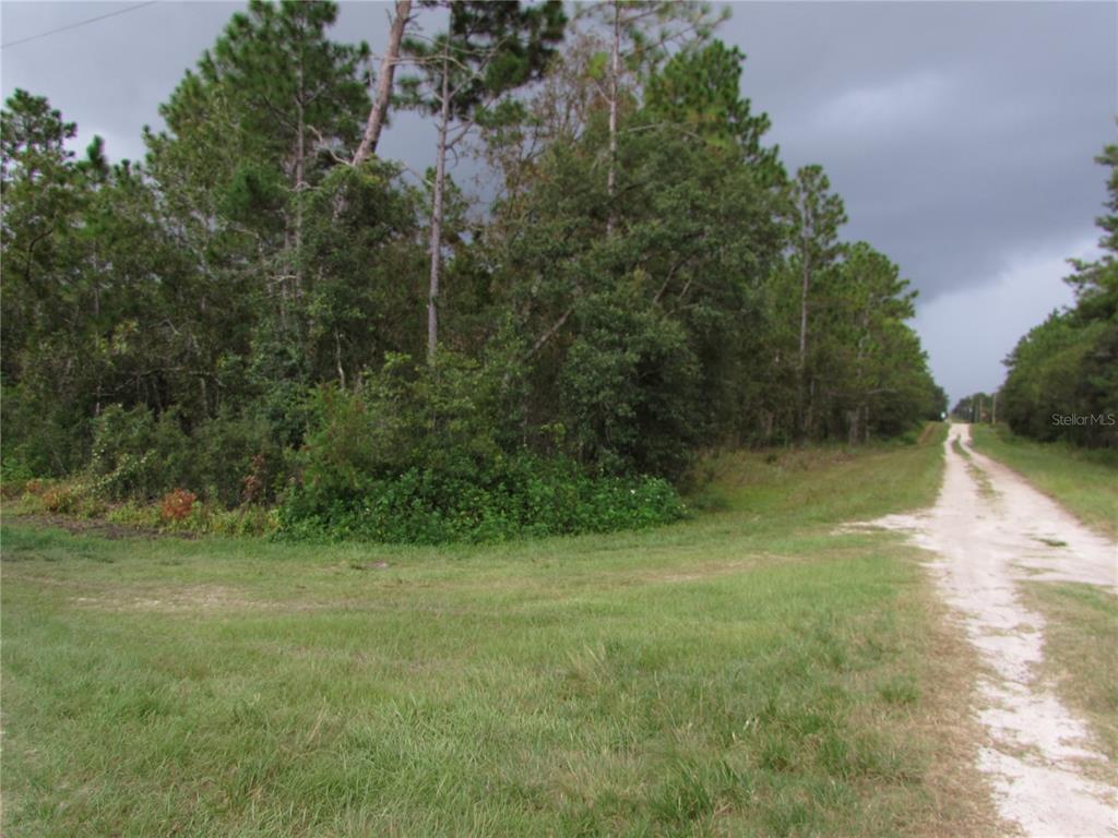 a view of a trees with a yard