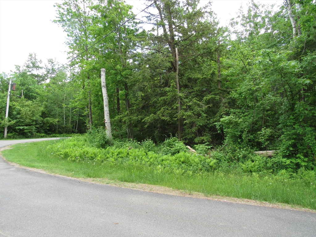 a view of a yard with a trees