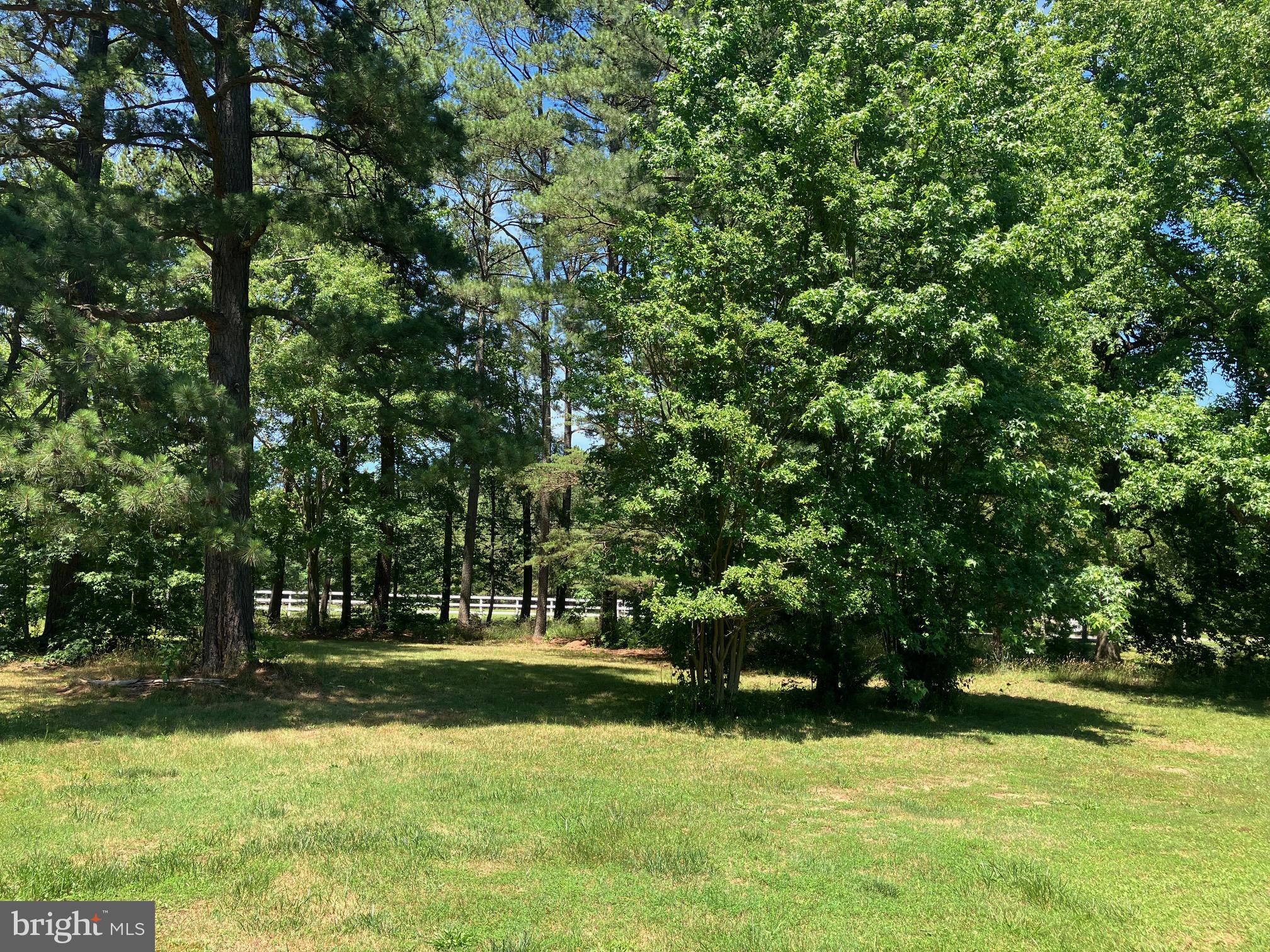 a view of a trees in a park