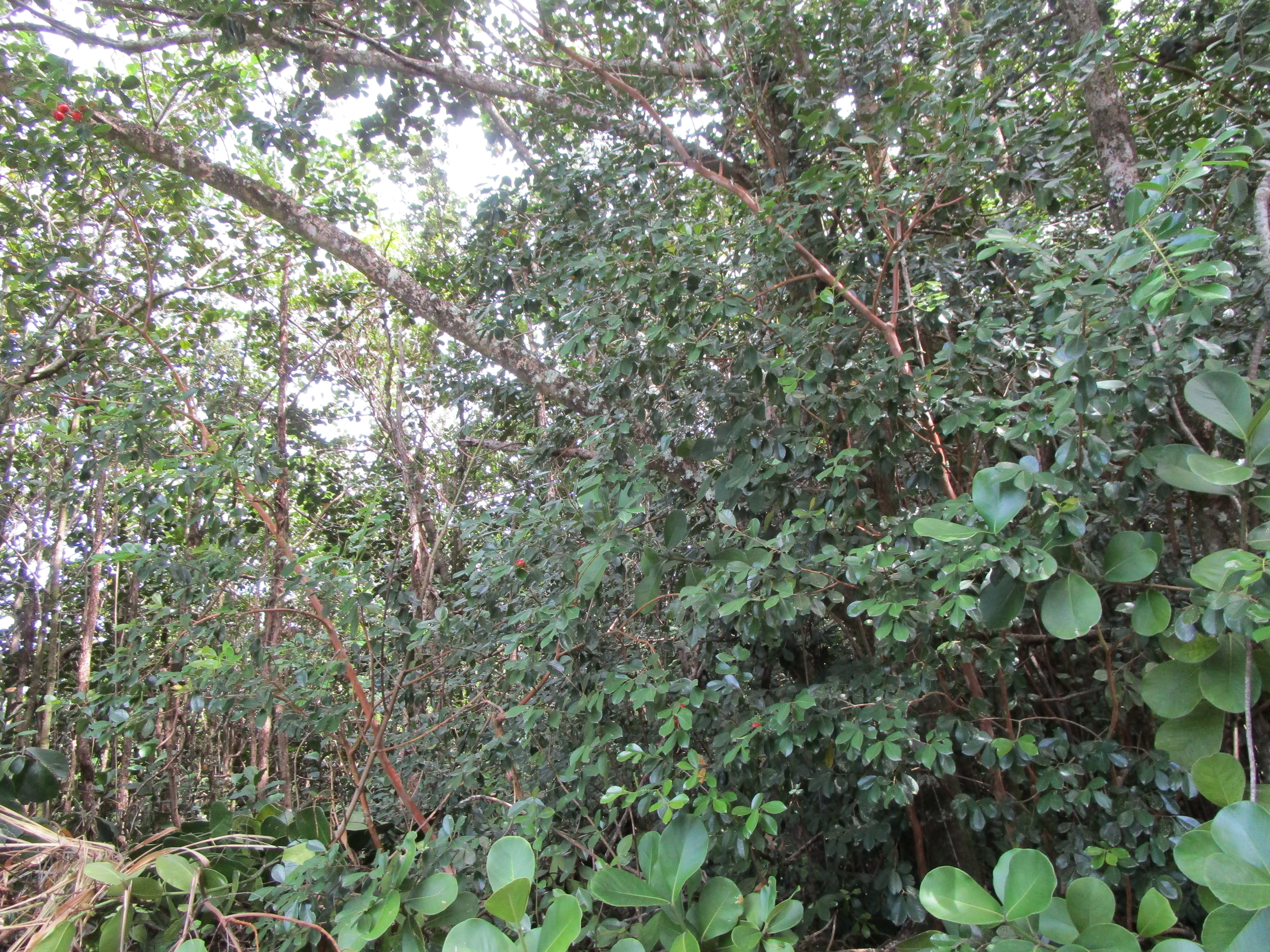 a view of a garden with plants