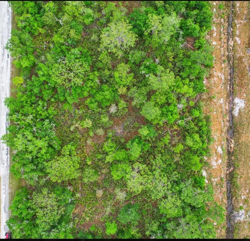 a view of a lush green forest with lawn chairs