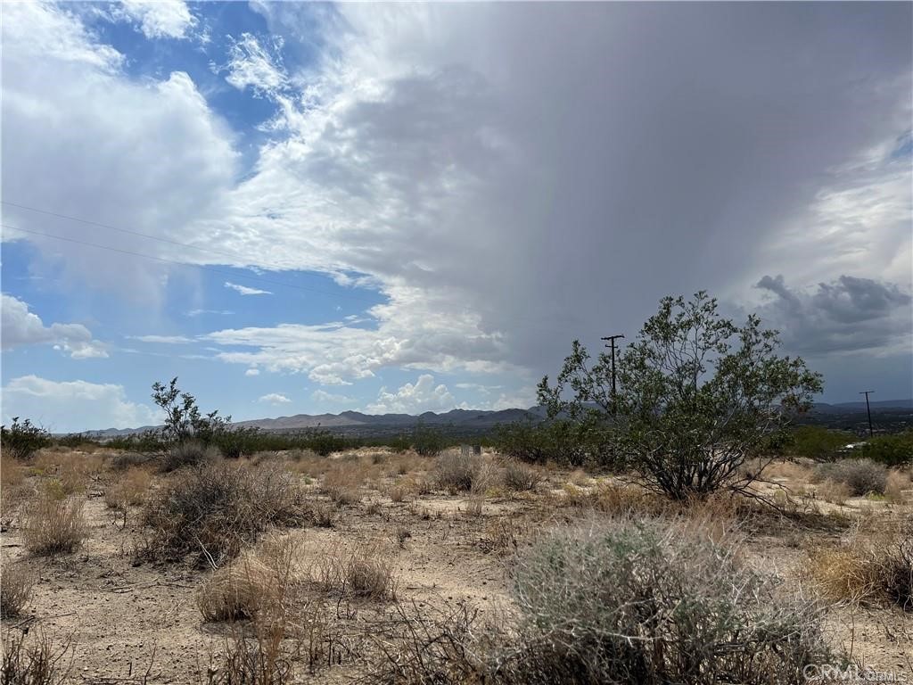 a view of a dry yard with lots of trees