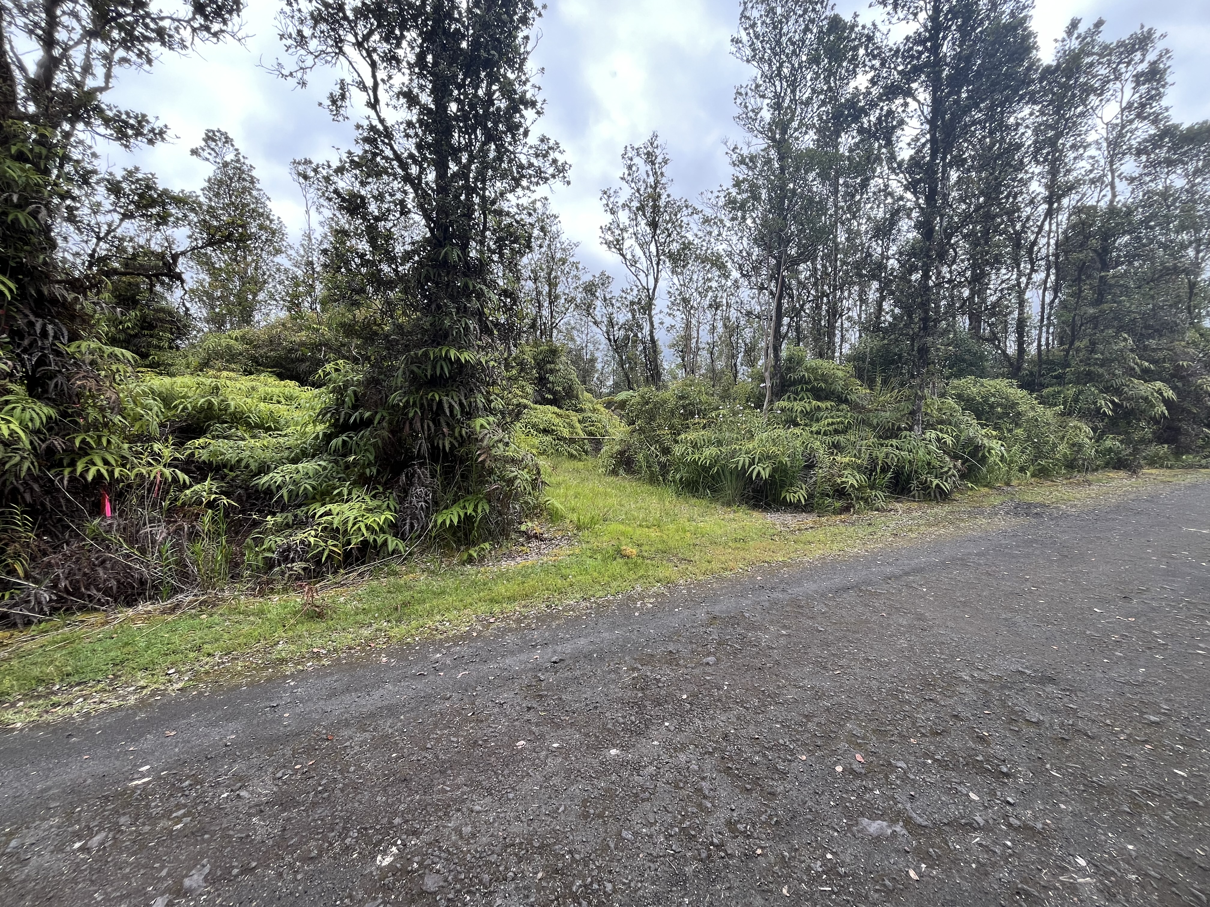 a view of a yard with a tree