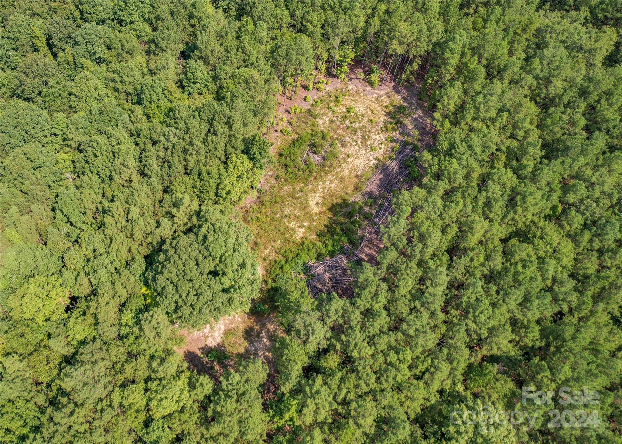 a view of a lush green forest with a tree