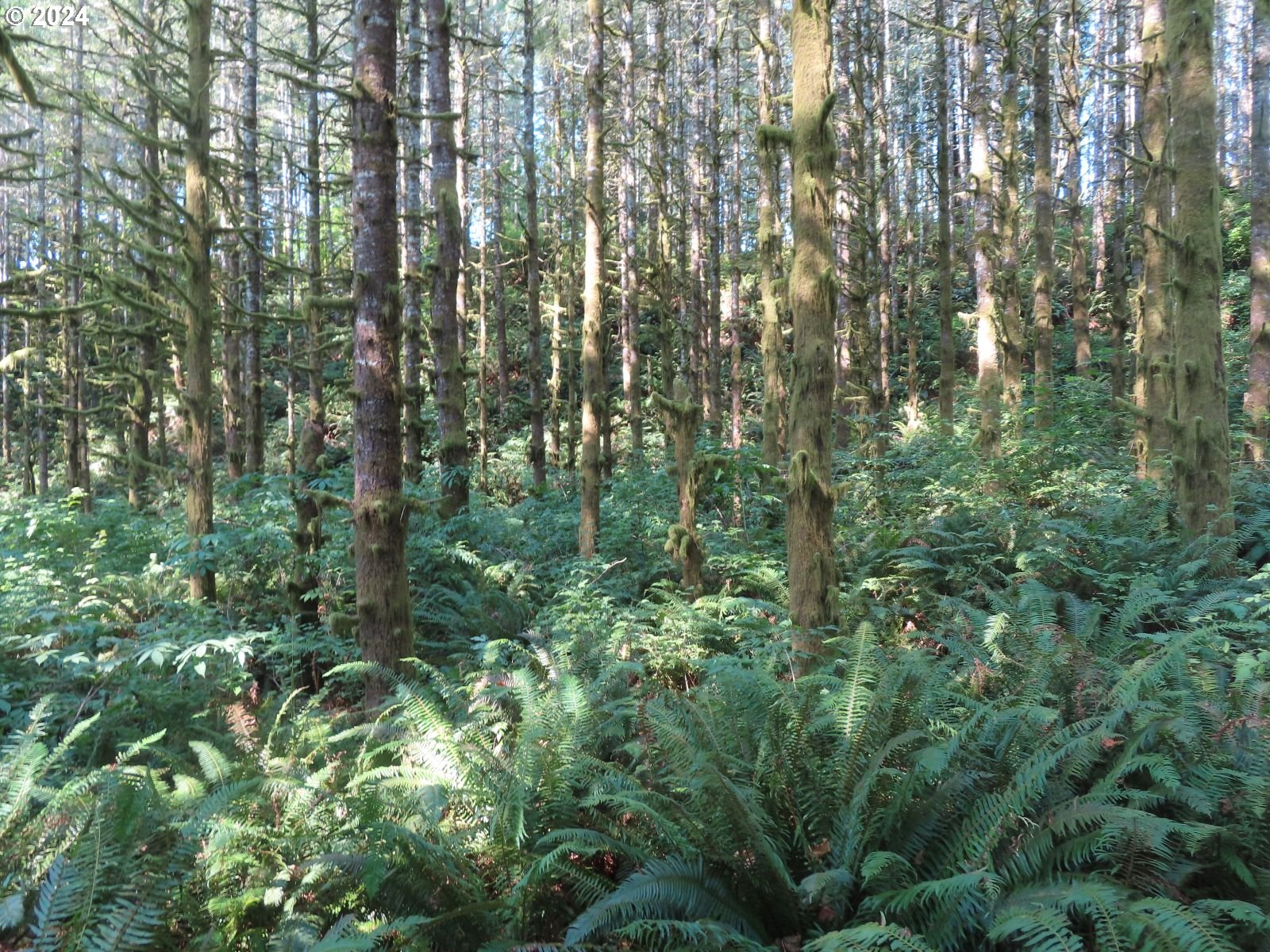 a view of a forest