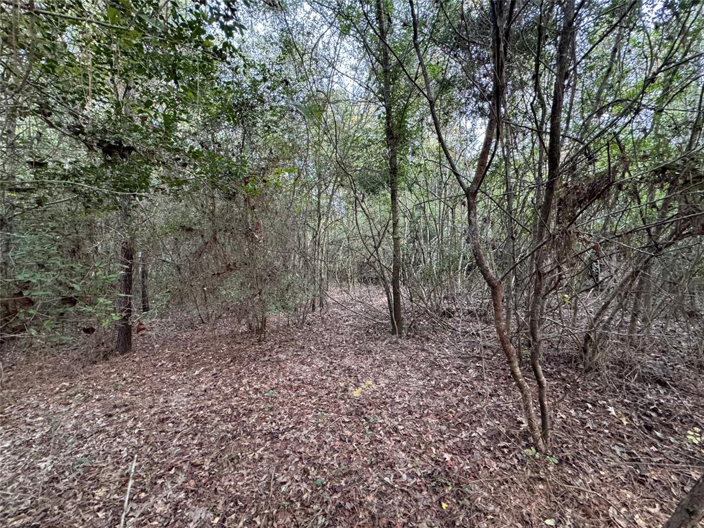 a view of a forest with trees in the background