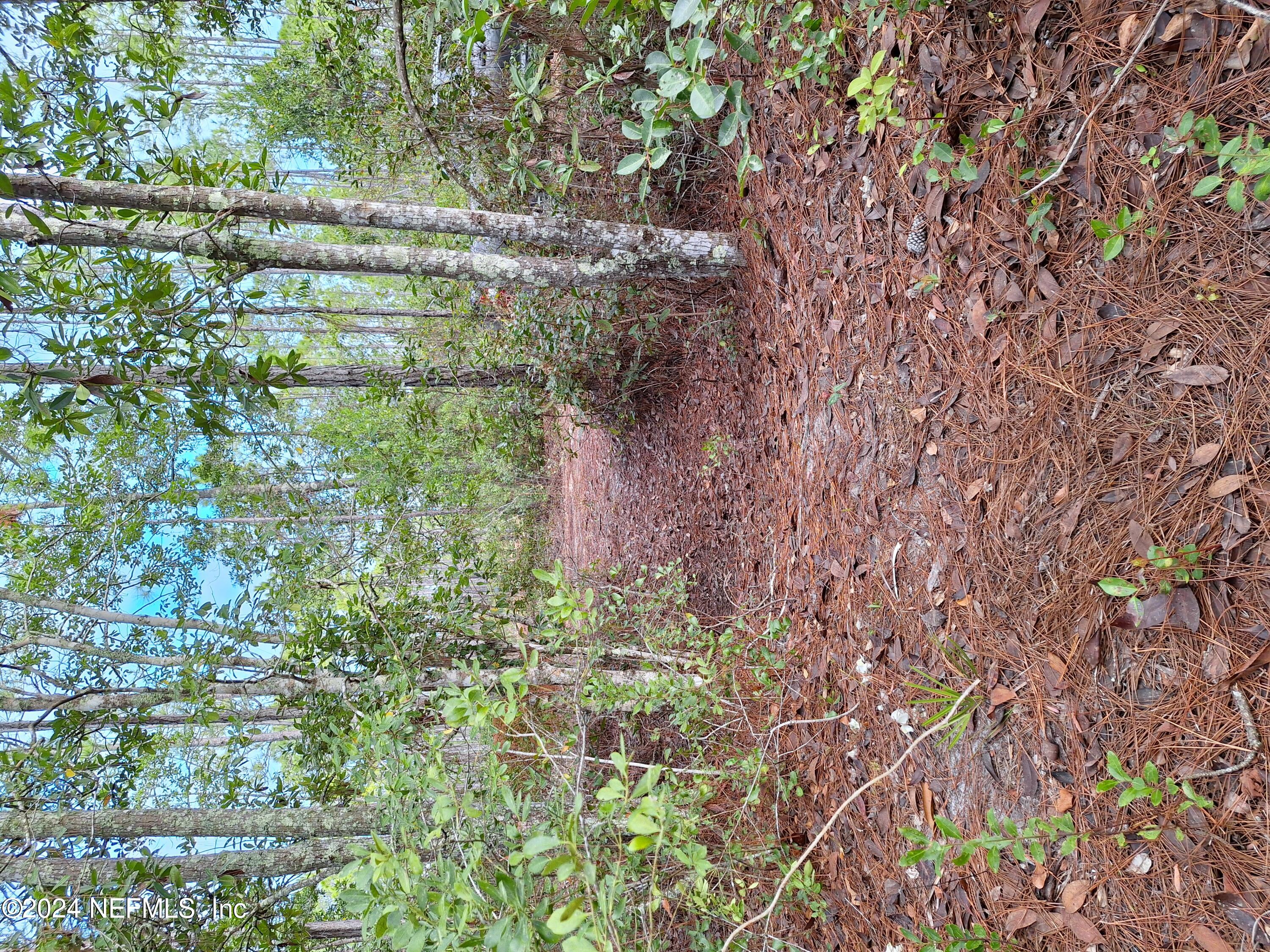 a view of a forest with trees